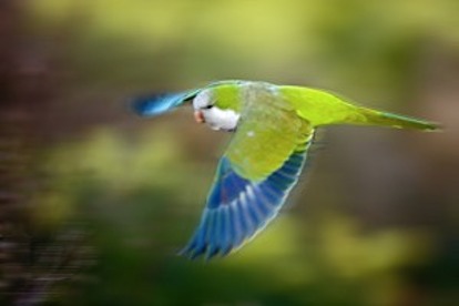 Monk-Parakeet-16-in-flight-300x200